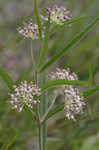 Longleaf milkweed